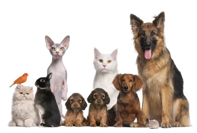 Quieres cuidar a tu mascota, aquí van 5 tips importantes