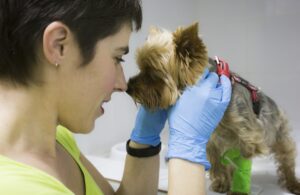 ecografía canina, Clínica veterinaria Fuengirola, Veterinaria en Fuengirola, hospital veterinario Mijas, castrar perro