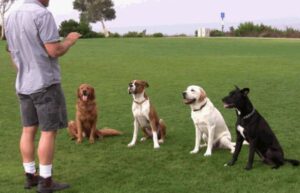 adiestramiento canino
