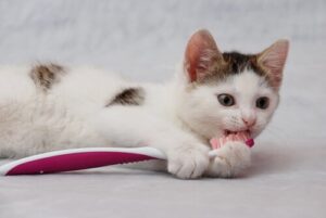 dentadura de gatos