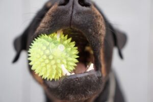 dentadura canina