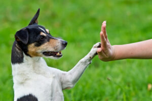 ejercitacion de perros