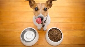alimentacion canina