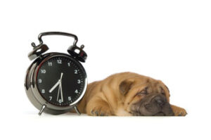 adiestramiento canino