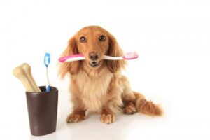 salud dental de tu mascota