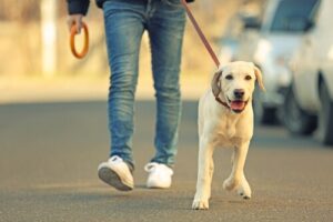 adiestramiento canino