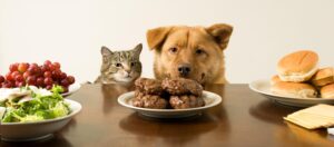 alimentacion canina