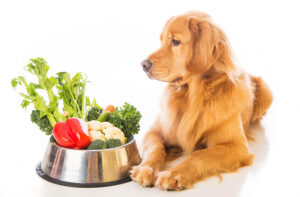 alimentacion canina