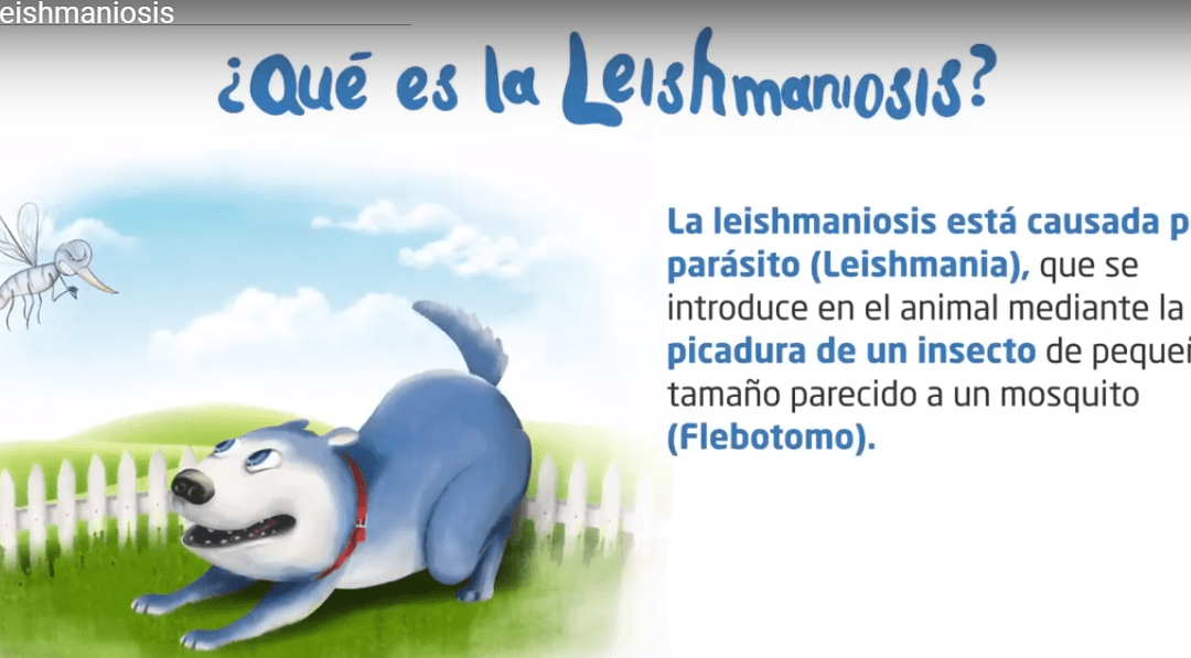 Leishmaniosis Prevention