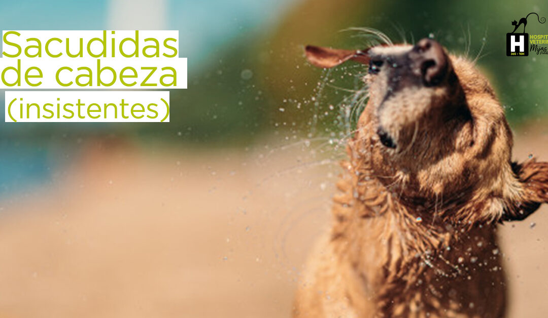¡Atentos a las sacudidas de cabeza de tu perro!
