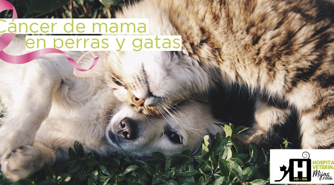 El cáncer de mama también afecta a nuestras mascotas
