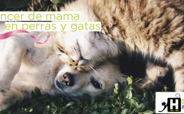 El cáncer de mama también afecta a nuestras mascotas