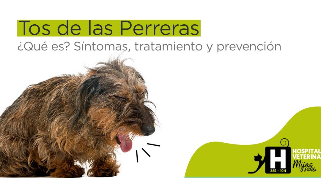 Traqueobronquitis Infecciosa: Tos de la Perreras