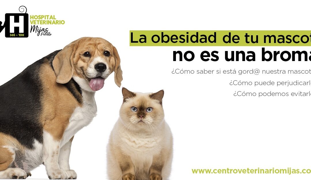 Los problemas de la obesidad en mascotas