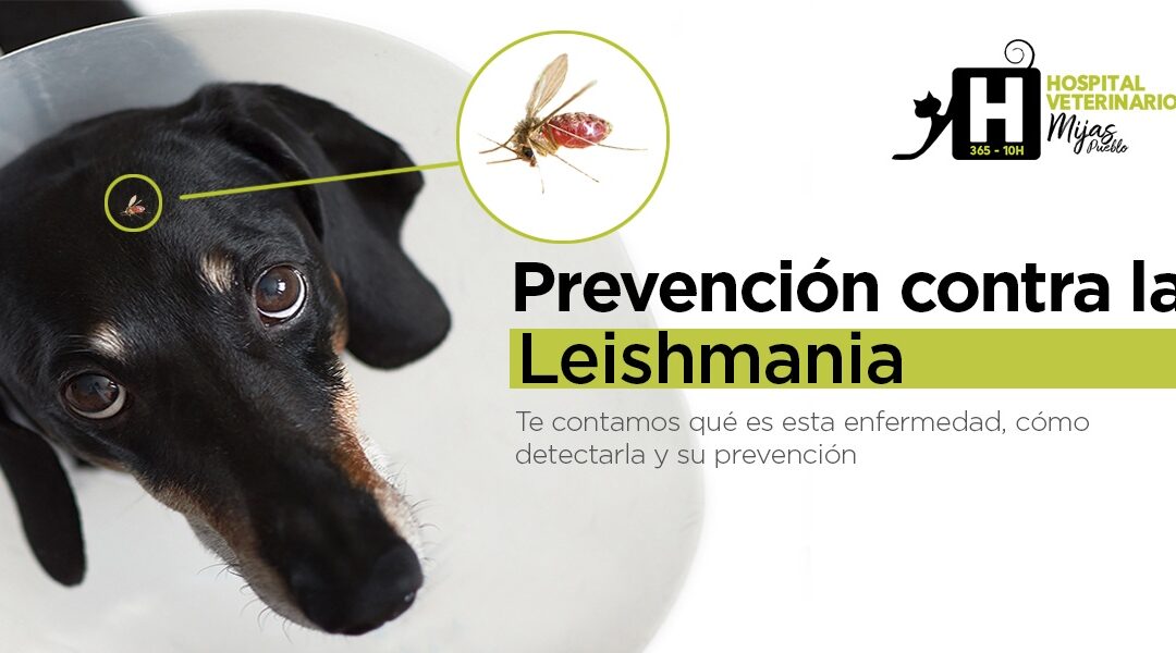 Protégele a tiempo de la Leishmanía