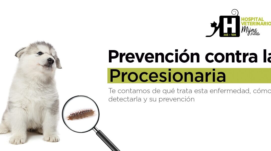 ¡Cuidado! ¡Estamos en tiempo de Procesionaria!