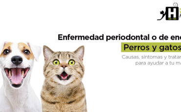 Periodontitis en perros y gatos