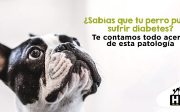 Diabetes en Perros y Gatos