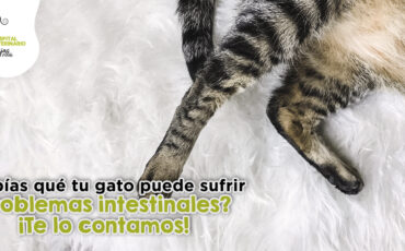 Problemas digestivos en gatos