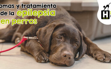 Síntomas y tratamiento de la epilepsia en perros
